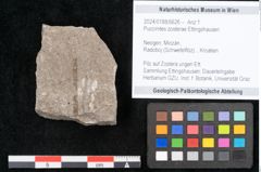 Foto (Objekt + Etikett) von Puccinites zosterae Ettingshausen (NHMW-GEO-2024-0188-6626)